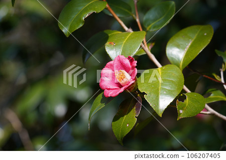 Camellia flower 106207405