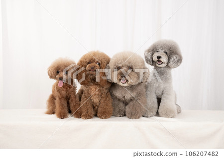 Group photo of four smiling toy poodles 106207482