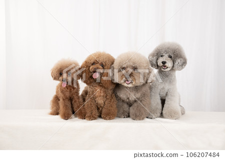 四隻微笑的玩具貴賓犬的合影 四隻微笑的玩具貴賓犬的合影 106207484