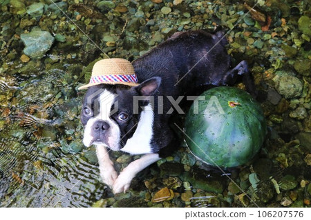 A Boston terrier with a straw hat looking up cutely next to a watermelon chilled in the Toki River ♡ Mighty-kun A Boston terrier with a straw hat looking up cutely next to a watermelon chilled in the Toki River ♡ Mighty-kun 106207576