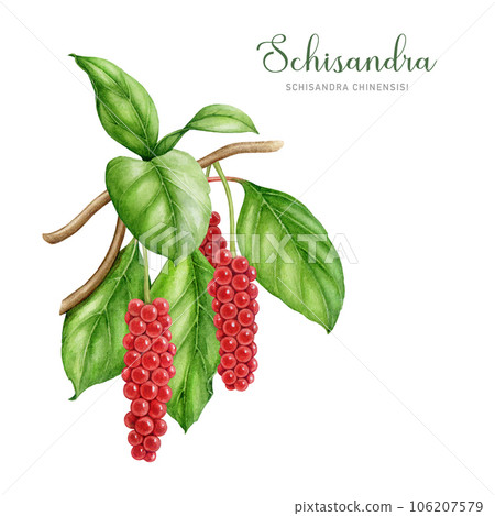 Schisandra medicinal plant twig with green leaves and berries. Watercolor illustration. Painted Schisandra chinensis medicinal herb illustration. Fresh organic adaptogenic herb. White background 106207579