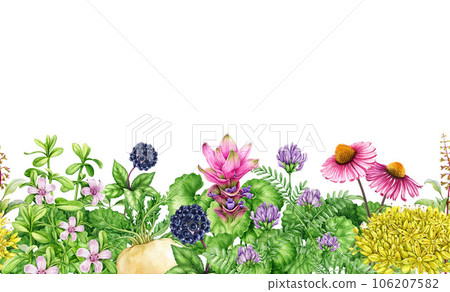 Medicinal adaptogenic plants and herbs seamless border. Watercolor botanical illustration. Hand drawn fresh eleuthero, maca, gotu kola, bacopa, echinacea plants seamless border. White background Medicinal adaptogenic plants and herbs seamless border. Watercolor botanical illustration. Hand drawn fresh eleuthero, maca, gotu kola, bacopa, echinacea plants seamless border. White background 106207582
