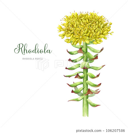 Rhodiola rosea medicinal plant watercolor illustration. Hand drawn adaptogenic herb. Botanical vintage style illustration. Blooming rhodiola rosea stem with leaves, flowers element. White background 106207586