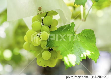 Vineyard landscape Harvest autumn Tendo City, Yamagata Prefecture Vineyard landscape Harvest autumn Tendo City, Yamagata Prefecture 106207640