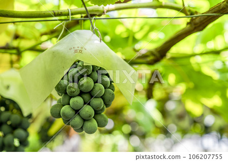 Vineyard landscape Harvest autumn Tendo City, Yamagata Prefecture Vineyard landscape Harvest autumn Tendo City, Yamagata Prefecture 106207755
