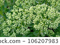 Green background from the leaves of flowers close-up autumn spring summer macro 106207983