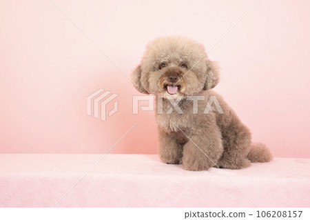 玩具貴賓犬紅薯粉紅色的背微笑 玩具貴賓犬紅薯粉紅色的背微笑 106208157