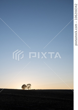 A grove of trees standing in a harvested field and a beautiful evening sky A grove of trees standing in a harvested field and a beautiful evening sky 106208342