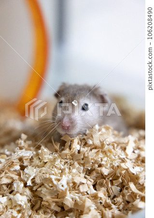 Golden hamster Golden hamster 106208490