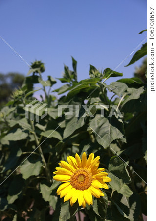  Speaking of summer flowers, yellow sunflower 106208657