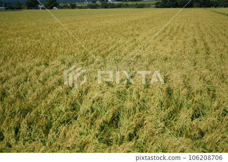 臨近水稻收穫期的稻田 106208706