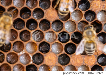 Bee honeycombs with larvae Bee honeycombs with larvae 106208924