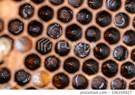 Bee larvae on brood comb 106208927
