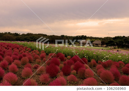 Red kochia Hitachi Seaside Park Red kochia Hitachi Seaside Park 106208960