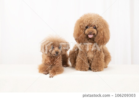 微笑玩具貴賓犬的蒂羅爾和馬龍 106209303