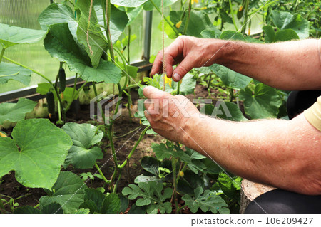 agricultural work in the village in the greenhouse 106209427