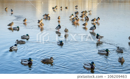 Ducks exploring a frozen lake in the city, with some of them swimming in the open water. Wonder of winter wildlife in park 106209463