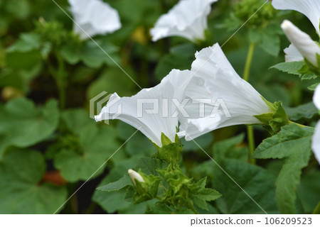 White lavater flowers in a summer green garden. Lavatera trimestris. White lavater flowers in a summer green garden. Lavatera trimestris. 106209523