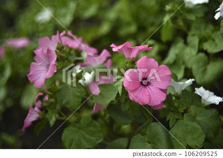 Pink lavater flowers in a summer green garden. Lavatera trimestris. Pink lavater flowers in a summer green garden. Lavatera trimestris. 106209525
