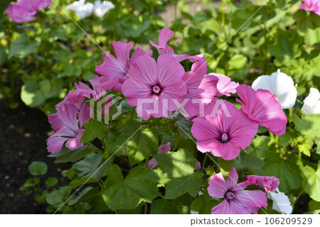 Pink lavater flowers in a summer green garden. Lavatera trimestris. Pink lavater flowers in a summer green garden. Lavatera trimestris. 106209529
