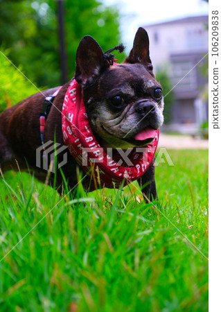 French bulldog and summer morning walk French bulldog and summer morning walk 106209838