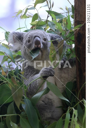 Koala eating Eucalyptus leaves Koala eating Eucalyptus leaves 106211131