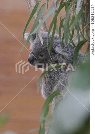 考拉寶寶回頭看樹 考拉寶寶回頭看樹 106211134