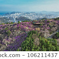 Jindallae azalea blooming in hwangryeongsan mountain, Busan, South Korea, Asia 106211437