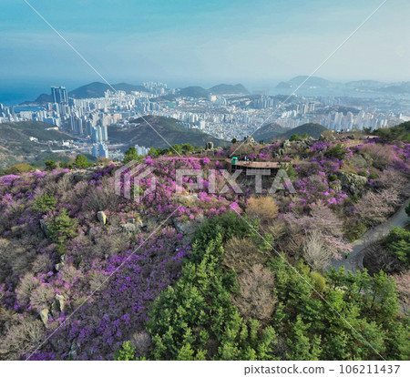 Jindallae azalea blooming in hwangryeongsan mountain, Busan, South Korea, Asia Jindallae azalea blooming in hwangryeongsan mountain, Busan, South Korea, Asia 106211437