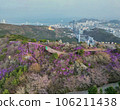Jindallae azalea blooming in hwangryeongsan mountain, Busan, South Korea, Asia 106211438