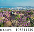 Jindallae azalea blooming in hwangryeongsan mountain, Busan, South Korea, Asia 106211439
