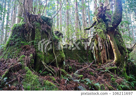 Yakusugi virgin forest, Jomonsugi trekking course 106211697