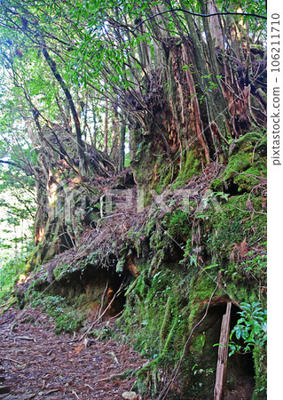 Yakusugi virgin forest, Jomonsugi trekking course Yakusugi virgin forest, Jomonsugi trekking course 106211710