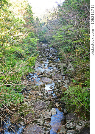 Yakusugi virgin forest, Jomonsugi trekking course Yakusugi virgin forest, Jomonsugi trekking course 106211715