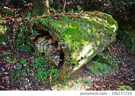Yakusugi virgin forest, Jomonsugi trekking course Yakusugi virgin forest, Jomonsugi trekking course 106211729