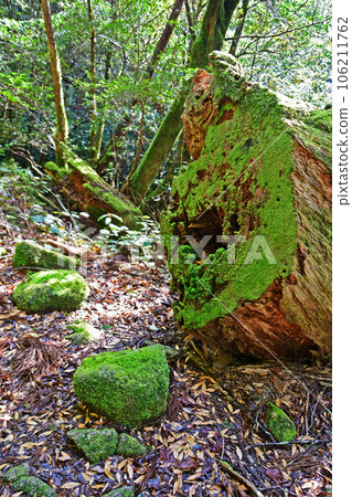 Yakusugi virgin forest, Jomonsugi trekking course 106211762
