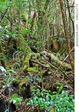 Yakusugi virgin forest, Jomonsugi trekking course 106211772