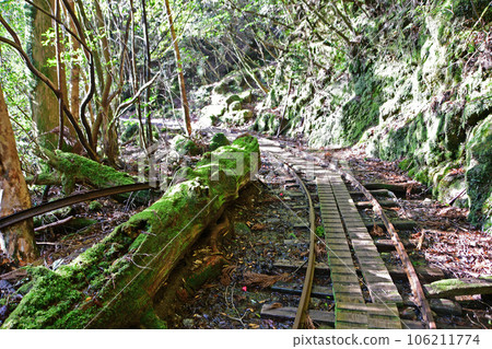 Yakusugi virgin forest, Jomonsugi trekking course Yakusugi virgin forest, Jomonsugi trekking course 106211774