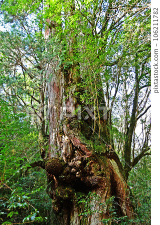 Yakusugi virgin forest, Jomonsugi trekking course 106211782