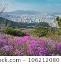 Spring flowers blooming in mulmangol village and busan city, busan, South Korea, Asia 106212080