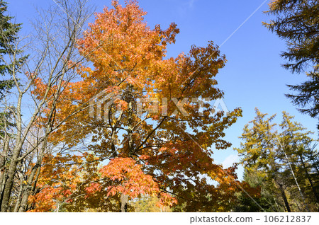 Autumn leaves scenery of Biei Autumn leaves scenery of Biei 106212837