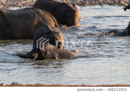 Bathing Elephants in Etosha Bathing Elephants in Etosha 106212852