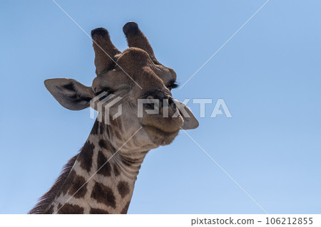 Close-up of an african Giraffe 106212855