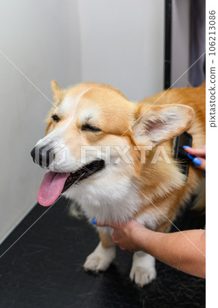 A female groomer combs out the hair of a young corgi dog. 106213086