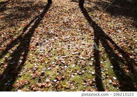 autumn leaves and park autumn leaves and park 106213123