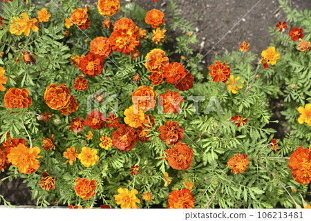 Orange flowers of marigolds in the summer garden. Tagetes is erect. Medicinal plant. 106213481