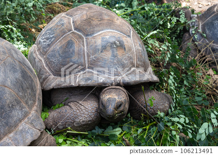Aldabra giant tortoise lays on green leaves in the wild 106213491