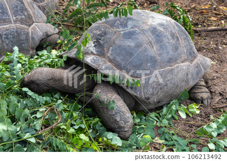 Aldabra giant tortoise eating green leaves in the wild Aldabra giant tortoise eating green leaves in the wild 106213492