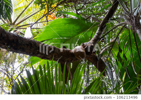 Flying foxes eating fruits of Breadfruit tree in wild. Pteropus Flying foxes eating fruits of Breadfruit tree in wild. Pteropus 106213496