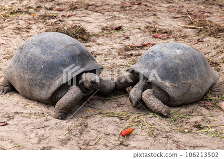 Aldabra giant tortoises are on the ground in the wild Aldabra giant tortoises are on the ground in the wild 106213502